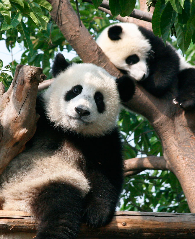 Jättepanda i Chengdu zoo, Kina