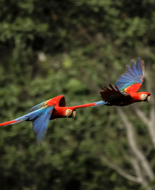 Macaw Madre de Dios  i peru