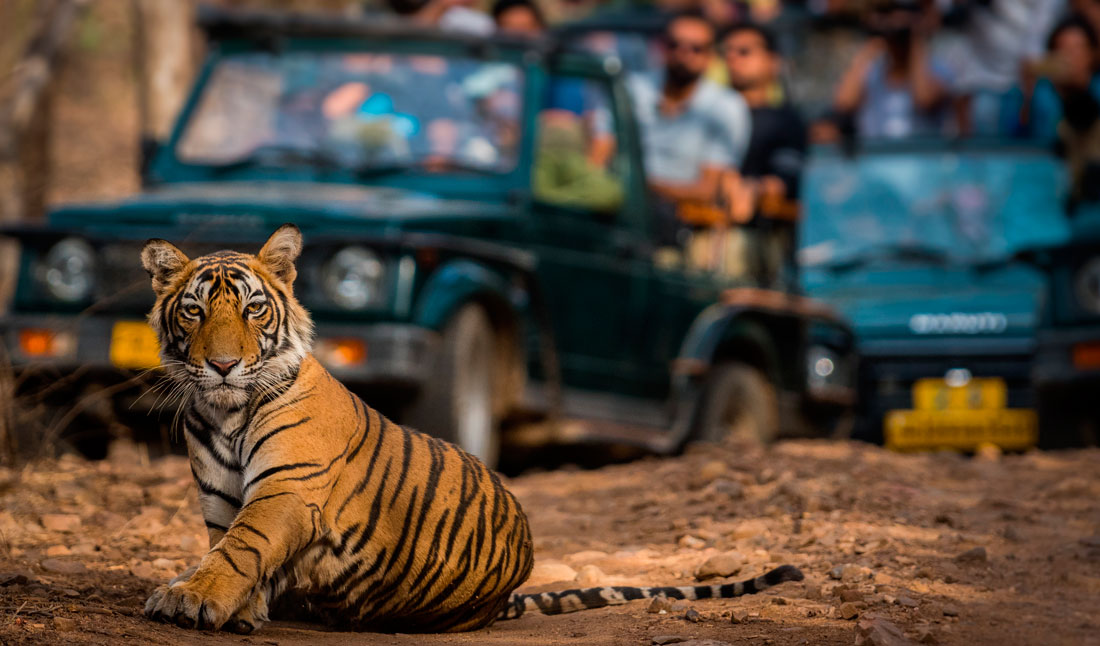 tiger i Ranthambore tiger reserve, Indien