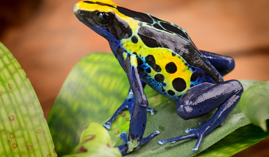 Poison dart frog, Surinam